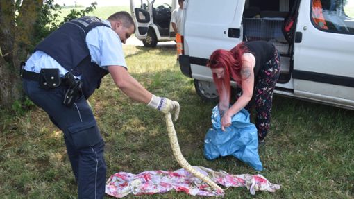 Ein Polizist sammelt im Juli 2023 eine der am Tälesee in Empfingen gefundenen Königspythons ein. Foto: Jürgen Baiker
