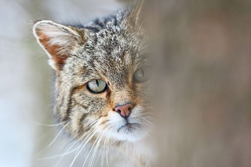 Scheue Waldbewohnerin: die Wildkatze  Foto: Echle Foto: Schwarzwälder Bote