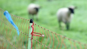 Höhere Zuschüsse für Schaf- und Ziegenhalter beim Schutz vor Wölfen