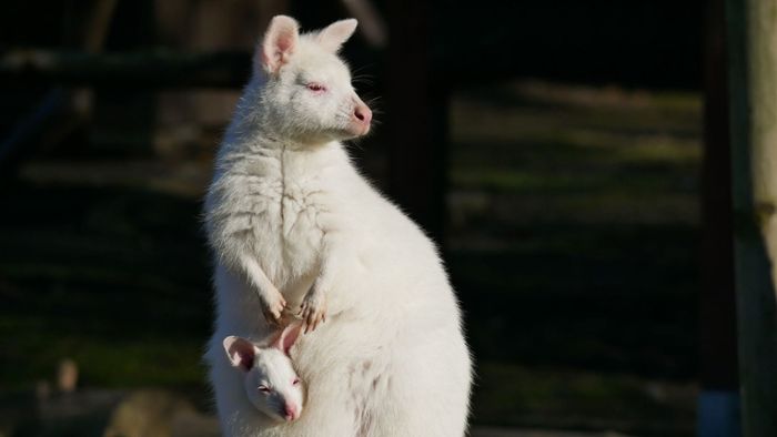 Weißes Känguru im Zoo Hoyerswerda geboren