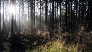 Förderprogramm in Oberreichenbach: Klimawandel: So wird der Wald gerüstet