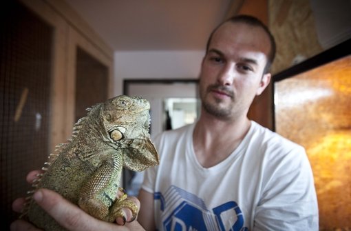 Marco Mauz lebt in Esslingen mit vielerlei Reptilien unter einem Dach – auch mit Leguanen. Foto: Leif Piechowski