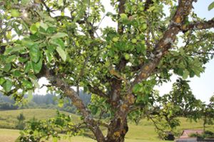 Die Apfelbäume in Göllsdorf tragen in diesem Jahr viele kleine Früchte. Das gesunde Obst findet wieder Beachtung.Foto: Schmdit Foto: Schwarzwälder Bote
