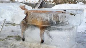 Jäger stellt ertrunkenen Fuchs im Eisblock als Warnung aus