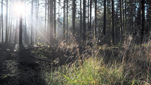 Ein schlechtes Jahr für Nagolds Wälder