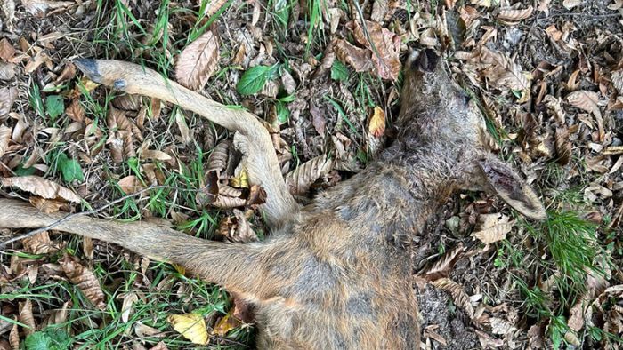 Vier tote Rehe im Friesenheimer Wald gefunden
