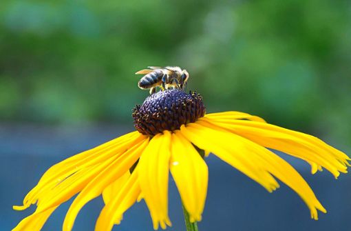 Eine Honigbiene auf einer Blüte. Tausende Bienen sind am Montag nach einem Zwischenfall auf der B463 umhergeschwirrt. Foto: Layh
