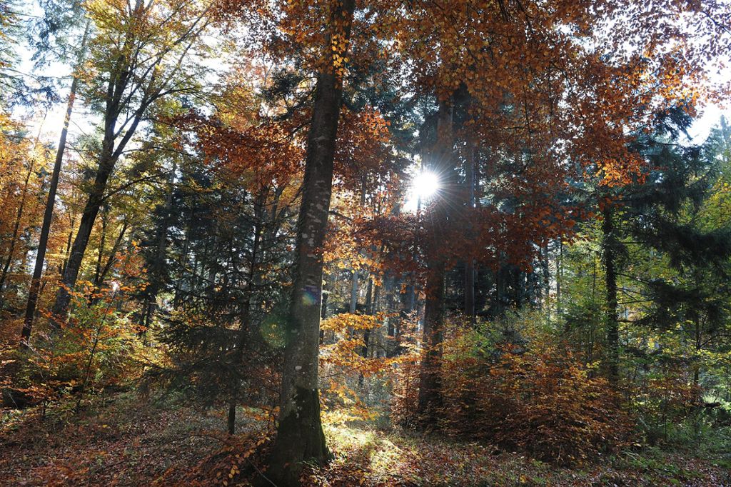 Ein Naturidyll im Großen Hau bei Rexingen: Bereits dieser Wald ist dank engagierter Bürger von einem Bauprojekt verschont geblieben, und auch hier hatte sich der Nabu mit Lambert Straub an der Spitze für Naturschutzbelange stark gemacht.