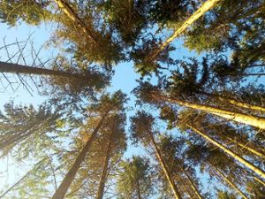 Die neue Vereinbarung beinhaltet, dass Waldbesitzer  ab dem kommenden Jahr mit dem Förster für die Betreuung des Walds auf Stundenbasis abrechnen müssen.  Archivfoto: Störr Foto: Schwarzwälder Bote