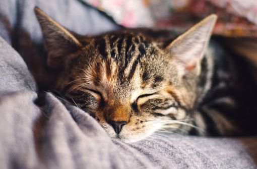 Beliebtes Haustier: die Katze Foto: Pixabay/KAVOWO