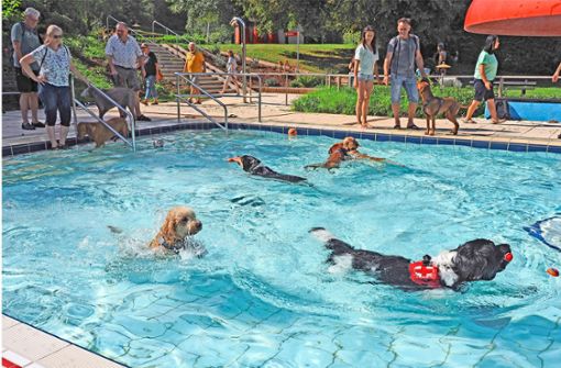 Beim Hundeschwimmen erweist sich mancher Vierbeiner als richtige „Wasserratte“. Foto: Dietmar Glaser