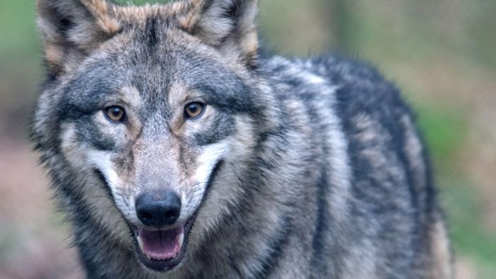 Der Wolf ist zurück im Kinzigtal – und nun?