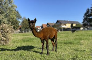 80 Alpakas leben derzeit bei Simon Kiefer auf seinem Hof in Brigachtal. Mit elf davon wird er selbst bei der Alpaka-Show teilnehmen. Foto: Neß