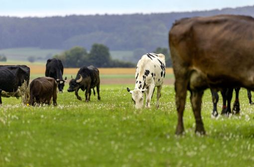 So gut wie auf der Weide geht es vielen Rindern in ihren Ställen nicht. Foto: imago/Arnulf Hettrich