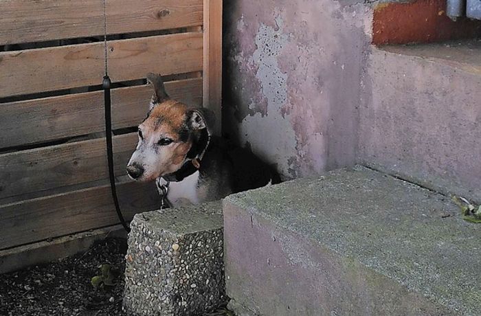 Lahrer Tierheim schlägt Alarm: 21 Tiere in einem Monat ausgesetzt