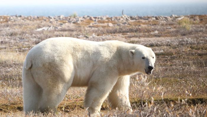 So bedroht die Klimakrise Eisbären