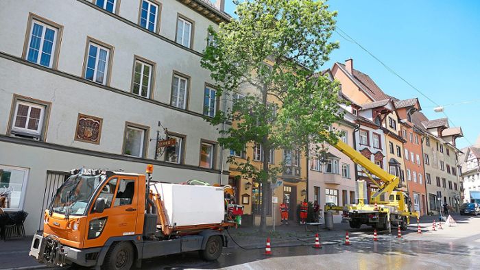 Läuse-Befall in Rottweil: Gastronomie leidet – Stadt reinigt Baum von Ungeziefer