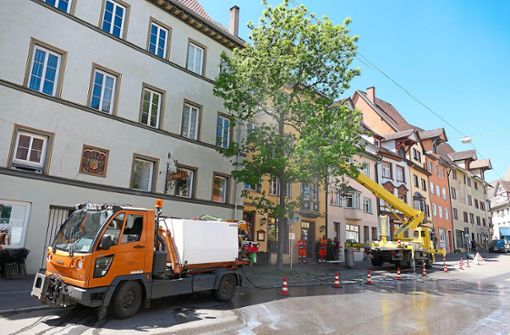 Mit Wasser spritzen Arbeiter den Baum in der Waldtorstraße ab. Foto: Kupferschmidt