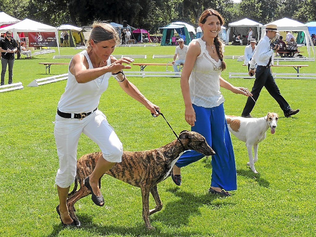 Donaueschingen: Windhundfestival übertrifft Erwartungen