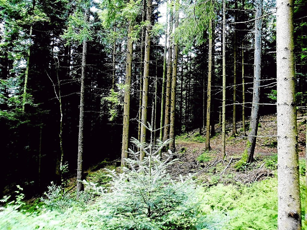 Ein Gast in Ilse-Maria Freudenreichs Frühstückspension unternahm eine Wanderung von Bad Rippoldsau-Schapbach nach Alpirsbach und verschätzte sich mit der Zeit. Bei der nächtlichen Tour durch den dunklen Wald wurde ihm anschaulich bewusst, warum der Schwarzwald Schwarzwald heißt.  Foto: Freudenreich