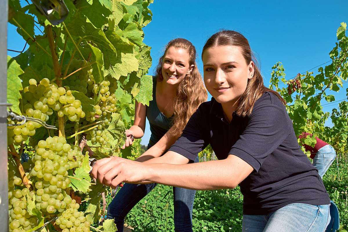 Hoheiten im Ernteeinsatz: Die Weinprinzessinnen Sophia Sester (links) von Gengenbach und Lou Jost von Zell-Weierbach haben beim Start der Weinlese in den Reben oberhalb Offenburgs ordentlich mit angepackt.
