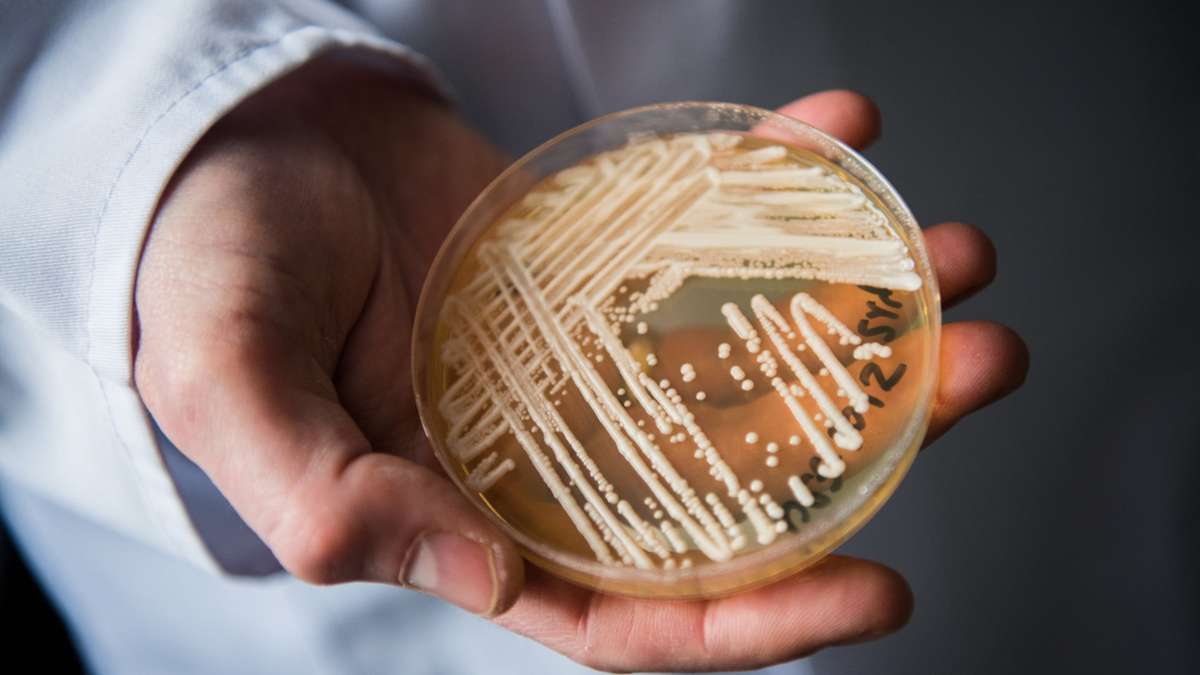Candida auris: Disease-causing fungus is being detected more and more often – knowledge