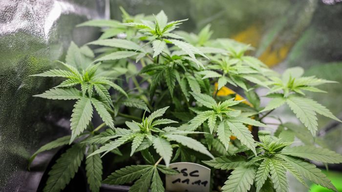 Bundesrat macht Weg für Cannabis-Legalisierung frei