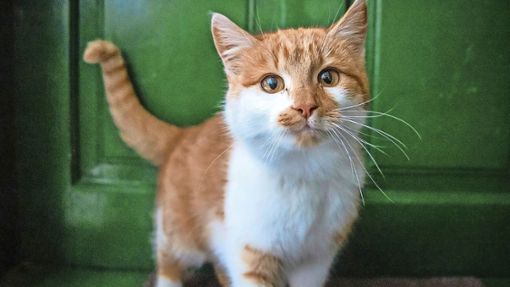 Wenn eine Katze keine Kennzeichnung hat, gibt es offiziell keinen Besitzer und die Gemeinde kann eingreifen. Foto: Pixabay/MolnarSzabolcsErdely