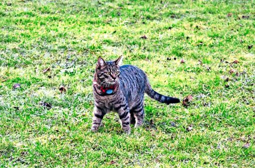 Das Tierheim Rottweil vermittelt Katzen nur unter bestimmten Bedingungen. Das gefällt nicht jedem. Foto: Müller