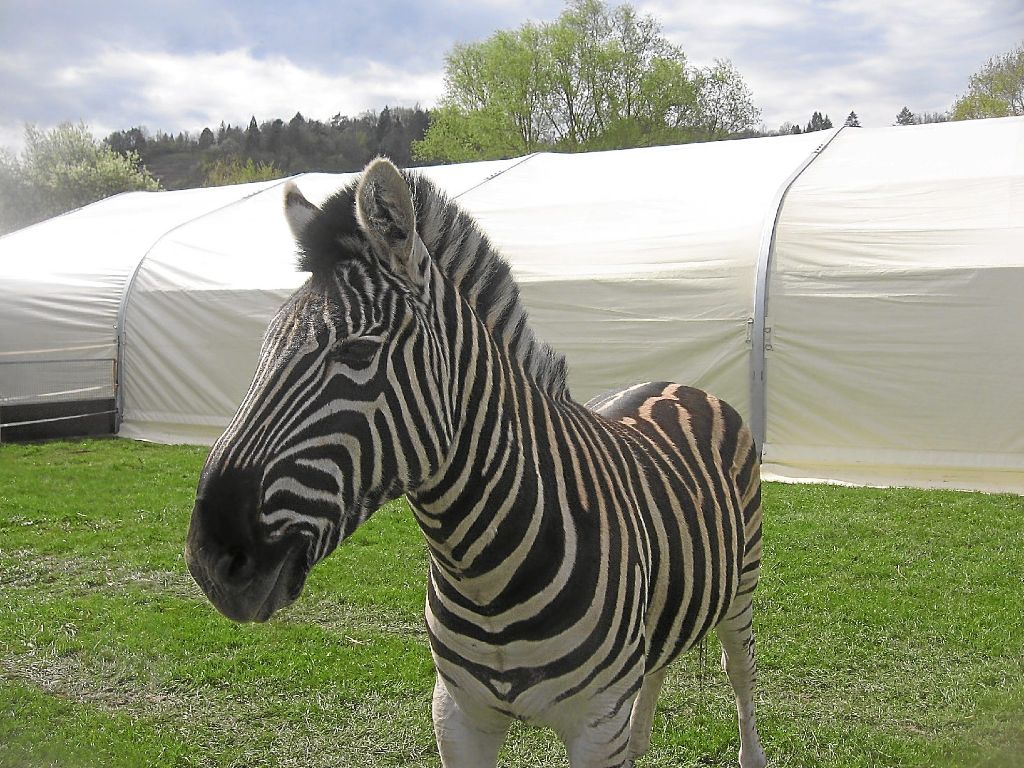 Zebra-Hengst Massai vom Zirkus Krone fungiert fortan als offizieller Glücksbringer des FC 08 Villingen.  Foto: privat Foto: Schwarzwälder-Bote
