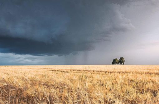 Sommergewitter mit Regenschauer über einem Gerstenfeld: Um effektvolle Bilder aus dem Naturpark geht es beim Fotowettbewerb. Foto: Corvin Ölschläger