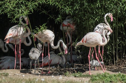 Die beiden älteren Flamingoküken sind schon gut zu sehen. Foto: Wilhelma