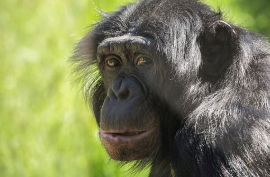 Bonobomännchen Zorba hat seine letzten Jahre im neuen Affenhaus der Wilhelma sichtlich genossen. Der Einzelgänger blühte noch einmal auf.