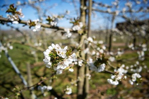 Viele Obstblüten im Landkreis haben die vergangenen eisigen Nächte nicht überlebt.Foto: Schuldt Foto: Schwarzwälder Bote