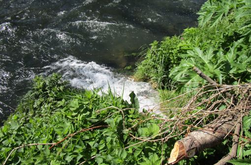 Relativ klares Wasser fließt in den Neckar. Foto: Schwind