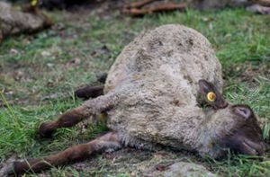 Im Nordschwarzwald wird seit knapp zwei Jahren immer wieder ein Wolf nachgewiesen, der schon einige Nutztiere gerissen hat. (Symbolfoto) Foto: dpa