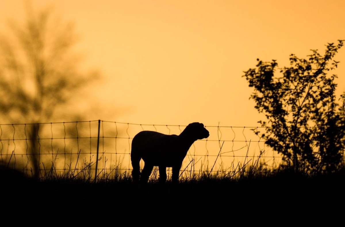 Tierrettung in Hechingen: Polizei befreit Lamm aus Elektrozaun