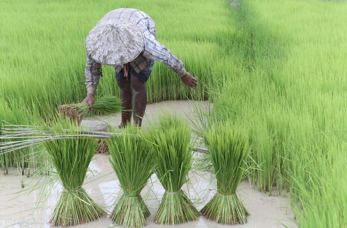 Ein Landwirt arbeitet in Kambodscha auf einem Reisfeld. Rund ein Drittel der weltweiten Landwirtschaftsflächen könnte 2090 aufgrund der Klima-Krise nicht mehr für die Agrarproduktion geeignet sein. Foto: Kith Serey/EPA/dpa