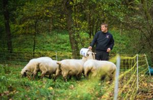 Nach mehreren Wolfsattacken auf Schafe im Südwesten hat Baden-Württembergs Umweltstaatssekretär Andre Baumann (Grüne) Weidetierhalter um einen besseren Schutz ihrer Tiere gebeten. (Symbolfoto) Foto: dpa