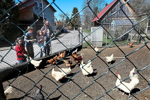 Hühner picken auf dem Grundstück der Familie Banzhaf an der Marienstraße in Dürrwangen. Gleich daneben wollen die Stadtwerke ein Trafohäuschen bauen – das könnte das Idyll zerstören. Foto: Maier