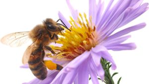 Bienenseuche greift weiter um sich