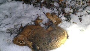21. Januar: Wilderer tötet Hase