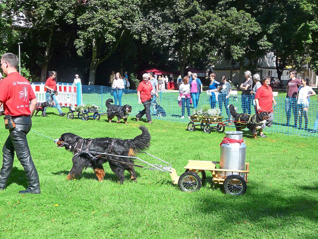 Bad Liebenzell Hunde Meistern Slalomparcours Bad Liebenzell