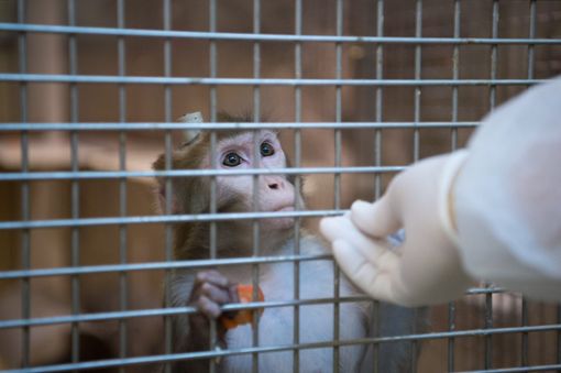 Tierschützer hatten mit versteckter Kamera in dem Labor gefilmt und Anzeigen gegen Mitarbeiter erstattet. Foto: dpa
