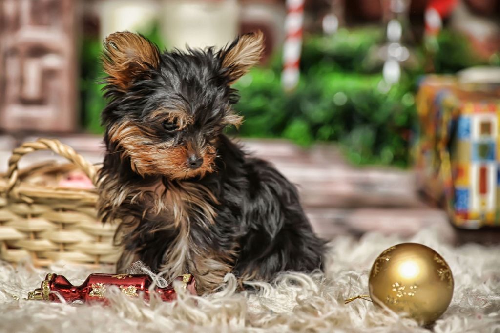 Hunde und andere Haustiere haben als Geschenk unter dem Weihnachtsbaum nichts zu suchen, finden Tierheime. (Symbolfoto) Foto: dpa