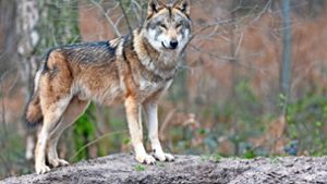 Fechner möchte weitere Wolfsrudel im Schwarzwald verhindern