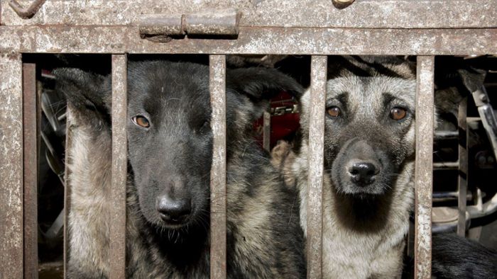 In Asien werden jährlich 30 Millionen Hunde geschlachtet