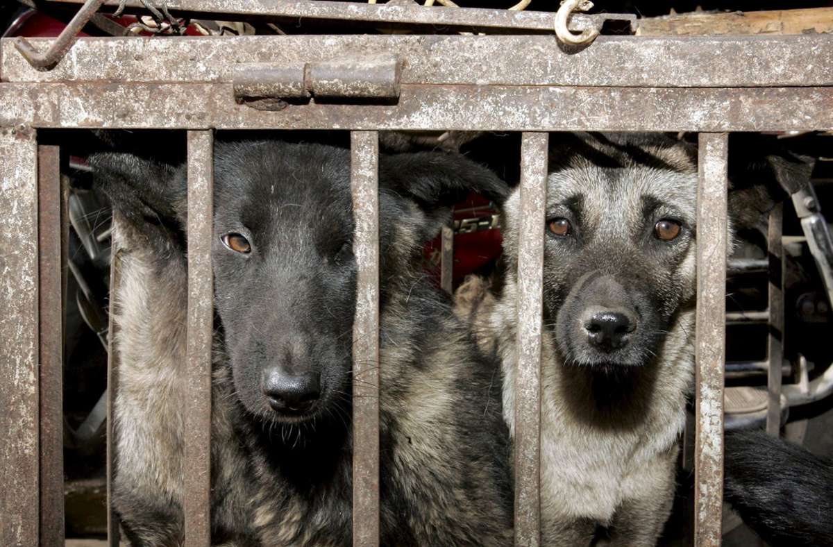 Angaben der World Dog Alliance: In Asien werden jährlich 30 Millionen Hunde geschlachtet