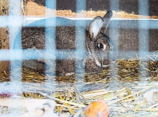 Ein für Kaninchen tödlicher Virus grassiert in Europa. Foto: dpa
