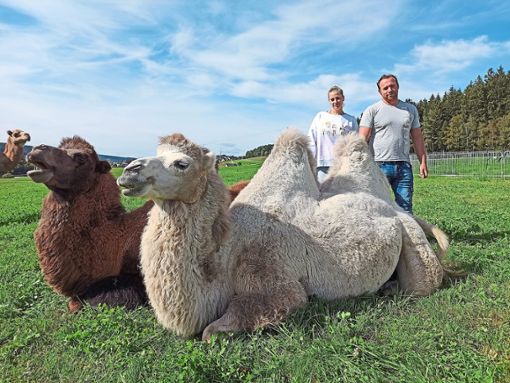 Ein weiteres Highlight: Tina Quaiser und André Kaiser neben zwei ihrer Kamele. Foto: Becker